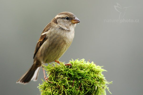 Vrabec domácí (Passer domesticus), Vrabec domácí (Passer domesticus) House Sparrow, Autor: Ondřej Prosický | NaturePhoto.cz, Model: Canon EOS-1D Mark III, Objektiv: Canon EF 600mm f/4 L USM, Ohnisková vzdálenost (EQ35mm): 1092 mm, stativ, Clona: 6.3, Doba expozice: 1/100 s, ISO: 640, Kompenzace expozice: -1/3, Blesk: Ne, Vytvořeno: 1. ledna 2010 10:17:49, Prachaticko, Šumava (Česko)