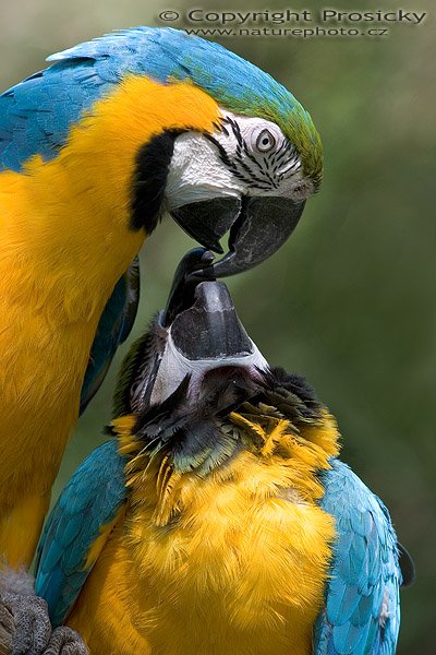 Ara ararauna (Ara ararauna), Autor: Ondřej Prosický, Model aparátu: Canon EOS 20D, Objektiv: Canon EF 400mm f/5.6 L USM, Ohnisková vzdálenost: 400.00 mm, monopod Manfrotto 681B + 234RC, Clona: 6.30, Doba expozice: 1/250 s, ISO: 400, Vyvážení expozice: -0.67, Blesk: Ne, Vytvořeno: 19. června 2005 10:40:50, ZOO Praha - Troja (ČR) 