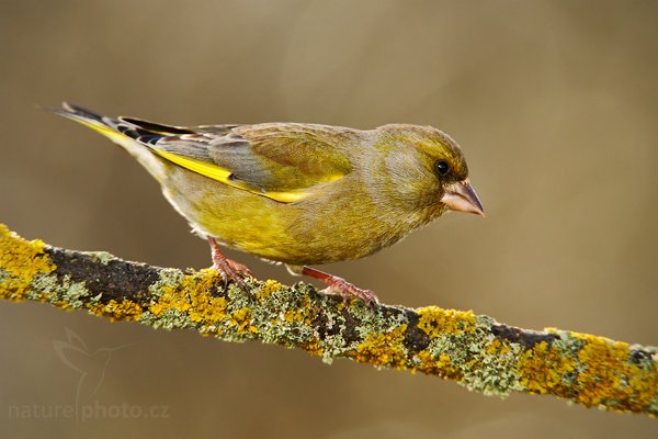 Zvonek zelený (Carduelis chloris), Zvonek zelený (Carduelis chloris) European Greenfinch, Autor: Ondřej Prosický | NaturePhoto.cz, Model: Canon EOS-1D Mark III, Objektiv: Canon EF 600mm f/4 L USM + TC Canon 1.4x, Ohnisková vzdálenost (EQ35mm): 1092 mm, stativ, Clona: 7.1, Doba expozice: 1/250 s, ISO: 400, Kompenzace expozice: -2/3, Blesk: Ano, Vytvořeno: 1. ledna 2010 12:50:00, Prachaticko, Šumava (Česko) 