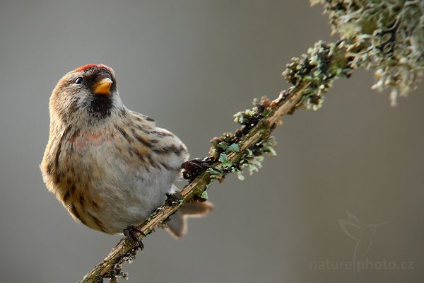 Čečetka zimní (Carduelis flammea), Čečetka zimní (Carduelis flammea) Common Redpoll, Autor: Ondřej Prosický | NaturePhoto.cz, Model: Canon EOS-1D Mark III, Objektiv: Canon EF 600mm f/4 L USM, Ohnisková vzdálenost (EQ35mm): 1092 mm, stativ, Clona: 6.3, Doba expozice: 1/160 s, ISO: 400, Kompenzace expozice: -1/3, Blesk: Ano, Vytvořeno: 1. ledna 2010 12:27:28, Prachaticko, Šumava (Česko) 