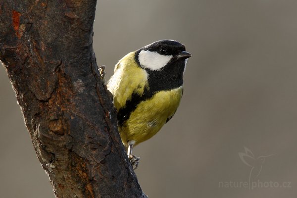 Sýkora koňadra (Parus major), Sýkora koňadra (Parus major) Great Tit, Autor: Ondřej Prosický | NaturePhoto.cz, Model: Canon EOS-1D Mark III, Objektiv: Canon EF 600mm f/4 L USM, Ohnisková vzdálenost (EQ35mm): 1092 mm, stativ, Clona: 6.3, Doba expozice: 1/320 s, ISO: 400, Kompenzace expozice: -1/3, Blesk: Ne, Vytvořeno: 1. ledna 2010 12:42:52, Prachaticko, Šumava (Česko)