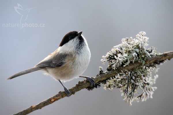 Sýkora babka (Parus palustris), Sýkora babka (Parus palustris) Marsh Tit, Autor: Ondřej Prosický | NaturePhoto.cz, Model: Canon EOS-1D Mark III, Objektiv: Canon EF 600mm f/4 L USM, Ohnisková vzdálenost (EQ35mm): 1092 mm, stativ, Clona: 7.1, Doba expozice: 1/250 s, ISO: 400, Kompenzace expozice: 0, Blesk: Ne, Vytvořeno: 29. prosince 2009 13:00:42, Prachaticko, Šumava (Česko)