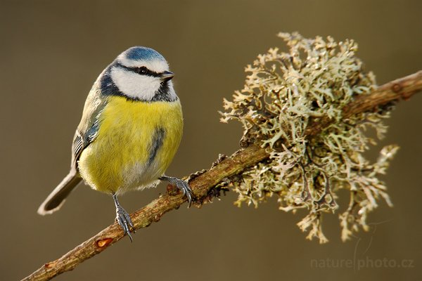 Sýkora modřinka (Parus caeruleus) , Sýkora modřinka (Parus caeruleus),  Blue Tit, Autor: Ondřej Prosický | NaturePhoto.cz, Model: Canon EOS-1D Mark III, Objektiv: Canon EF 600mm f/4 L USM + TC Canon 1.4x, Ohnisková vzdálenost (EQ35mm): 1092 mm, stativ, Clona: 7.1, Doba expozice: 1/320 s, ISO: 400, Kompenzace expozice: -2/3, Blesk: Ano, Vytvořeno: 1. ledna 2010 12:45:56, Prachaticko, Šumava (Česko)  