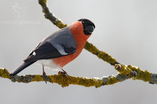 Hýl obecný (Pyrrhula pyrrhula), Hýl obecný (Pyrrhula pyrrhula), Eurasian Bullfinch, Autor: Ondřej Prosický | NaturePhoto.cz, Model: Canon EOS-1D Mark III, Objektiv: Canon EF 600mm f/4 L USM + TC Canon 1.4x, Ohnisková vzdálenost (EQ35mm): 1092 mm, stativ, Clona: 7.1, Doba expozice: 1/400 s, ISO: 400, Kompenzace expozice: 0, Blesk: Ne, Vytvořeno: 29. prosince 2009 13:07:41, Prachaticko, Šumava (Česko) 