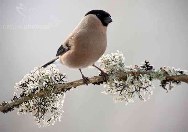 Hýl obecný (Pyrrhula pyrrhula), Hýl obecný (Pyrrhula pyrrhula), Eurasian Bullfinch, Autor: Ondřej Prosický | NaturePhoto.cz, Model: Canon EOS-1D Mark III, Objektiv: Canon EF 600mm f/4 L USM + TC Canon 1.4x, Ohnisková vzdálenost (EQ35mm): 1092 mm, stativ, Clona: 7.1, Doba expozice: 1/250 s, ISO: 400, Kompenzace expozice: +1/3, Blesk: Ne, Vytvořeno: 29. prosince 2009 12:34:02, Prachaticko, Šumava (Česko) 