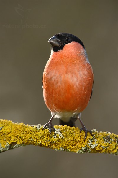 Hýl obecný (Pyrrhula pyrrhula), Hýl obecný (Pyrrhula pyrrhula), Eurasian Bullfinch, Autor: Ondřej Prosický | NaturePhoto.cz, Model: Canon EOS-1D Mark III, Objektiv: Canon EF 600mm f/4 L USM + TC Canon 1.4x, Ohnisková vzdálenost (EQ35mm): 1092 mm, stativ, Clona: 7.1, Doba expozice: 1/250 s, ISO: 400, Kompenzace expozice: -2/3, Blesk: Ne, Vytvořeno: 1. ledna 2010 12:50:34, Prachaticko, Šumava (Česko) 