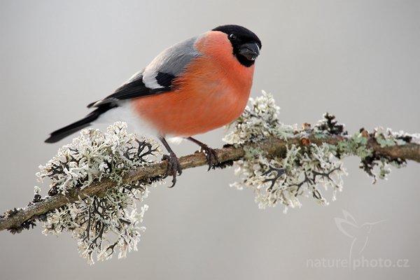 Hýl obecný (Pyrrhula pyrrhula), Hýl obecný (Pyrrhula pyrrhula), Bullfinch, Autor: Ondřej Prosický | NaturePhoto.cz, Model: Canon EOS 1D Mark III, Objektiv: Canon EF 600 mm f/4 L USM + TC Canon 1.4x, stativ Gitzo, Clona: 7.1, Doba expozice: 1/250 s, ISO: 400, Kompenzace expozice: -2/3, Blesk: Ne, Vytvořeno: 1. ledna 2010 12:50:34, Prachaticko, Šumava (Česko)