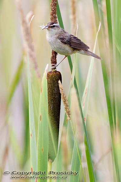 Rákosník proužkovaný (Acrocephalus schoenobaenus), Autor: Ondřej Prosický, Model aparátu: Canon EOS 20D, Objektiv: Canon EF 400mm f/5.6 L USM, Ohnisková vzdálenost: 400.00 mm, monopod Manfrotto 681B + 234RC, Clona: 5.60, Doba expozice: 1/250 s, ISO: 200, Vyvážení expozice: 0.33, Blesk: Ne, Vytvořeno: 2. července 2005 17:28:19, střední část Novomlýnských nádrží (ČR) 