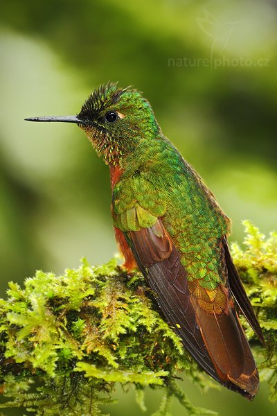 Kolibřík peruánský (Boissonneaua matthewsii), Kolibřík peruánský (Boissonneaua matthewsii)  Chestnut-breasted Coronet, Autor: Ondřej Prosický | NaturePhoto.cz, Model: Canon EOS 7D, Objektiv: Canon EF 500mm f/4 L USM, Ohnisková vzdálenost (EQ35mm): 800 mm, stativ GitzoClona: 4.0, Doba expozice: 1/100 s, ISO: 800, Kompenzace expozice: -2/3, Blesk: Ano, Vytvořeno: 20. listopadu 2009 13:46:49, Papallacta, Cordillera Oriental (Ekvádor) 