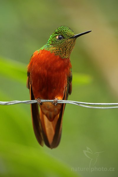 Kolibřík peruánský (Boissonneaua matthewsii), Kolibřík peruánský (Boissonneaua matthewsii)  Chestnut-breasted Coronet, Autor: Ondřej Prosický | NaturePhoto.cz, Model: Canon EOS 7D, Objektiv: Canon EF 500mm f/4 L USM, Ohnisková vzdálenost (EQ35mm): 800 mm, stativ GitzoClona: 5.0, Doba expozice: 1/60 s, ISO: 1000, Kompenzace expozice: -1, Blesk: Ano, Vytvořeno: 20. listopadu 2009 13:58:55, Papallacta, Cordillera Oriental (Ekvádor) 