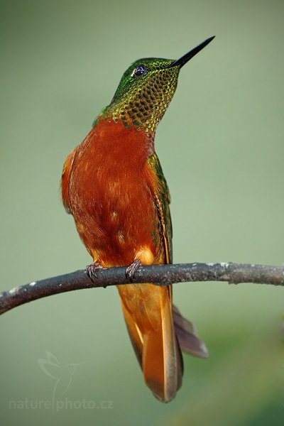 Kolibřík peruánský (Boissonneaua matthewsii), Kolibřík peruánský (Boissonneaua matthewsii)  Chestnut-breasted Coronet, Autor: Ondřej Prosický | NaturePhoto.cz, Model: Canon EOS 7D, Objektiv: Canon EF 500mm f/4 L USM, Ohnisková vzdálenost (EQ35mm): 800 mm, stativ GitzoClona: 5.0, Doba expozice: 1/80 s, ISO: 1250, Kompenzace expozice: -1 1/3, Blesk: Ano, Vytvořeno: 20. listopadu 2009 16:57:17, Papallacta, Cordillera Oriental (Ekvádor) 