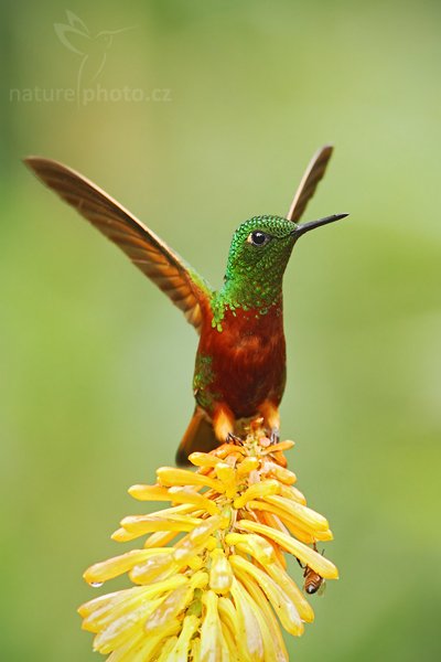 Kolibřík peruánský (Boissonneaua matthewsii), Kolibřík peruánský (Boissonneaua matthewsii)  Chestnut-breasted Coronet, Autor: Ondřej Prosický | NaturePhoto.cz, Model: Canon EOS 7D, Objektiv: Canon EF 500mm f/4 L USM, Ohnisková vzdálenost (EQ35mm): 800 mm, stativ GitzoClona: 5.0, Doba expozice: 1/250 s, ISO: 400, Kompenzace expozice: -1/3, Blesk: Ano, Vytvořeno: 27. listopadu 2009 11:24:31, Baeza, Cordillera Oriental (Ekvádor) 