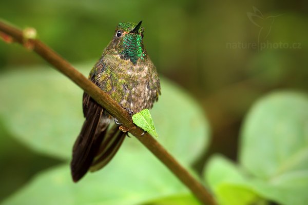 Kolibřík hnědoocasý (Metallura tyrianthina), Kolibřík hnědoocasý (Metallura tyrianthina) Tyrian Metaltail, Autor: Ondřej Prosický | NaturePhoto.cz, Model: Canon EOS 7D, Objektiv: Canon EF 500mm f/4 L USM, Ohnisková vzdálenost (EQ35mm): 800 mm, stativ GitzoClona: 4.5, Doba expozice: 1/250 s, ISO: 800, Kompenzace expozice: -1 1/3, Blesk: Ano, Vytvořeno: 20. listopadu 2009 14:14:28, Papallacta, Cordillera Oriental (Ekvádor) 