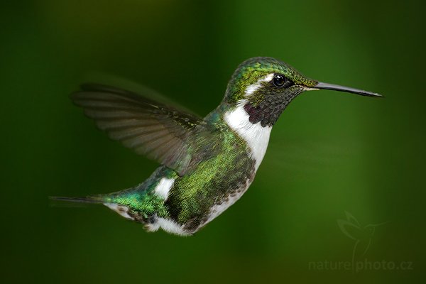 Kolibřík ostroocasý (Chaetocercus mulsant), Kolibřík ostroocasý (Chaetocercus mulsant) White-bellied Woodstar, Autor: Ondřej Prosický | NaturePhoto.cz, Model: Canon EOS 7D, Objektiv: Canon EF 500mm f/4 L USM, Ohnisková vzdálenost (EQ35mm): 800 mm, stativ Gitzo, Clona: 5.6, Doba expozice: 1/125 s, ISO: 800, Kompenzace expozice: -1 2/3, Blesk: Ano, Vytvořeno: 20. listopadu 2009 14:57:42, Papallacta, Cordillera Oriental (Ekvádor) 