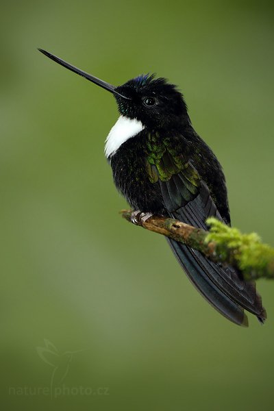 Inka královský (Coeligena torquata), Inka královský (Coeligena torquata) Collared Inca, Autor: Ondřej Prosický | NaturePhoto.cz, Model: Canon EOS 7D, Objektiv: Canon EF 500mm f/4 L USM, Ohnisková vzdálenost (EQ35mm): 800 mm, stativ Gitzo, Clona: 5.0, Doba expozice: 1/200 s, ISO: 800, Kompenzace expozice: -1 2/3, Blesk: Ano, Vytvořeno: 20. listopadu 2009 15:11:27, Papallacta, Cordillera Oriental (Ekvádor)