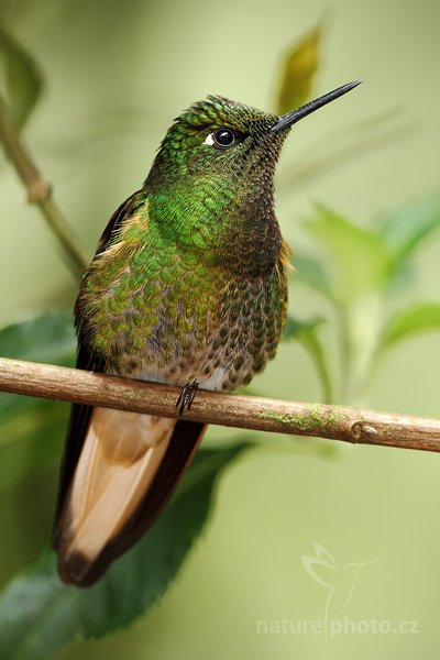 Kolibřík žlutavý (Boissonneaua flavescens), Kolibřík žlutavý (Boissonneaua flavescens) Buff-tailed Coronet, Autor: Ondřej Prosický | NaturePhoto.cz, Model: Canon EOS 7D, Objektiv: Canon EF 500mm f/4 L USM, Ohnisková vzdálenost (EQ35mm): 800 mm, stativ GitzoClona: 6.3, Doba expozice: 1/200 s, ISO: 640, Kompenzace expozice: -1 1/3, Blesk: Ano, Vytvořeno: 21. listopadu 2009 10:56:15, Papallacta, Cordillera Oriental (Ekvádor) 