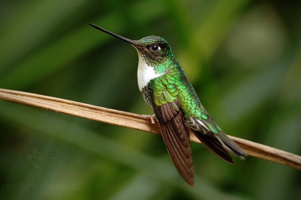 Inka královský (Coeligena torquata), Inka královský (Coeligena torquata) Collared Inca, Autor: Ondřej Prosický | NaturePhoto.cz, Model: Canon EOS 7D, Objektiv: Canon EF 500mm f/4 L USM, Ohnisková vzdálenost (EQ35mm): 800 mm, stativ GitzoClona: 6.3, Doba expozice: 1/10 s, ISO: 1000, Kompenzace expozice: -2/3, Blesk: Ano, Vytvořeno: 21. listopadu 2009 16:45:09, Papallacta, Cordillera Oriental (Ekvádor) 