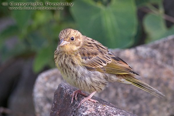 Strnad obecný (Emberiza citrinella), Autor: Ondřej Prosický, Model aparátu: Canon EOS 20D, Objektiv: Canon EF 400mm f/5.6 L USM, Ohnisková vzdálenost: 400.00 mm, monopod Manfrotto 681B + 234RC, Clona: 6.30, Doba expozice: 1/320 s, ISO: 400, Vyvážení expozice: 0.33, Blesk: Ne, Vytvořeno: 2. července 2005 18:09:39, Novomlýnské nádrže, Pálava (ČR) 