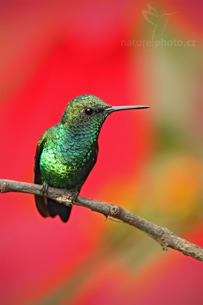 Kolibřík zahradní (Chlorostilbon melanorhynchus), Kolibřík zahradní (Chlorostilbon melanorhynchus) Western Emerald, Autor: Ondřej Prosický | NaturePhoto.cz, Model: Canon EOS 7D, Objektiv: Canon EF 500mm f/4 L USM, Ohnisková vzdálenost (EQ35mm): 800 mm, stativ GitzoClona: 6.3, Doba expozice: 1/160 s, ISO: 500, Kompenzace expozice: -1/3, Blesk: Ano, Vytvořeno: 1. prosince 2009 12:04:09, Papallacta, Cordillera Oriental (Ekvádor) 