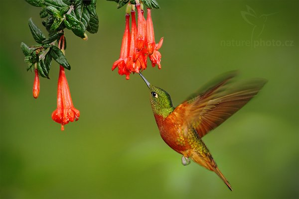 Kolibřík peruánský (Boissonneaua matthewsii), Kolibřík peruánský (Boissonneaua matthewsii) Chestnut-breasted Coronet, Autor: Ondřej Prosický | NaturePhoto.cz, Model: Canon EOS 7D, Objektiv: Canon EF 500mm f/4 L USM, Ohnisková vzdálenost (EQ35mm): 800 mm, stativ GitzoClona: 4.5, Doba expozice: 1/200 s, ISO: 500, Kompenzace expozice: 0, Blesk: Ano, Vytvořeno: 25. listopadu 2009 14:16:45, Papallacta, Cordillera Oriental (Ekvádor) 