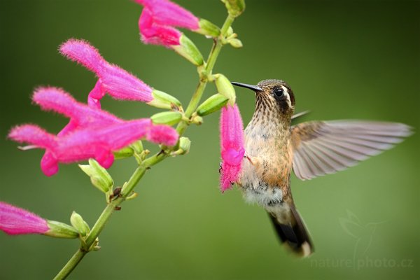 Kolibřík mozaikový (Adelomyia melanogenys), Kolibřík mozaikový (Adelomyia melanogenys) Speckled Hummingbird, Autor: Ondřej Prosický | NaturePhoto.cz, Model: Canon EOS 7D, Objektiv: Canon EF 500mm f/4 L USM, Ohnisková vzdálenost (EQ35mm): 800 mm, stativ GitzoClona: 4.5, Doba expozice: 1/640 s, ISO: 640, Kompenzace expozice: 0, Blesk: Ano, Vytvořeno: 28. listopadu 2009 9:14:46, Baeza, Cordillera Oriental (Ekvádor) 