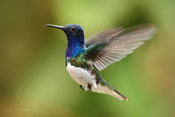 Kolibřík bělokrký (Florisuga mellivora) , Kolibřík bělokrký (Florisuga mellivora) White-necked Jacobin, Autor: Ondřej Prosický | NaturePhoto.cz, Model: Canon EOS 7D, Objektiv: Canon EF 500mm f/4 L USM, Ohnisková vzdálenost (EQ35mm): 800 mm, stativ GitzoClona: 6.3, Doba expozice: 1/200 s, ISO: 500, Kompenzace expozice: -1/3, Blesk: Ne, Vytvořeno: 2. prosince 2009 14:01:51, Mindo, Cordillera Occidental (Ekvádor) 