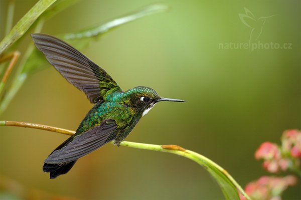 Inka královský (Coeligena torquata), Inka královský (Coeligena torquata) Collared Inca, Autor: Ondřej Prosický | NaturePhoto.cz, Model: Canon EOS 7D, Objektiv: Canon EF 500mm f/4 L USM, Ohnisková vzdálenost (EQ35mm): 800 mm, stativ Gitzo, Clona: 4.0, Doba expozice: 1/25 s, ISO: 1000, Kompenzace expozice: -2/3, Blesk: Ano, Vytvořeno: 22. listopadu 2009 16:01:02, Papallacta, Cordillera Oriental (Ekvádor) 