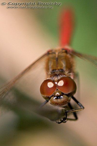 Vážka obecná (Sympetrum vulgatum), Vážka obecná (Sympetrum vulgatum), Autor: Ondřej Prosický, Model aparátu: Canon EOS 20D, Objektiv: Canon EF 100mm f/2.8 Macro USM, Ohnisková vzdálenost: 100.00 mm, fotografováno z ruky, Clona: 5.60, Doba expozice: 1/160 s, ISO: 100, Vyvážení expozice: 0.00, Blesk: Ne, Vytvořeno: 10. srpna 2005 17:10:19, u Berounky, Zdice (ČR)