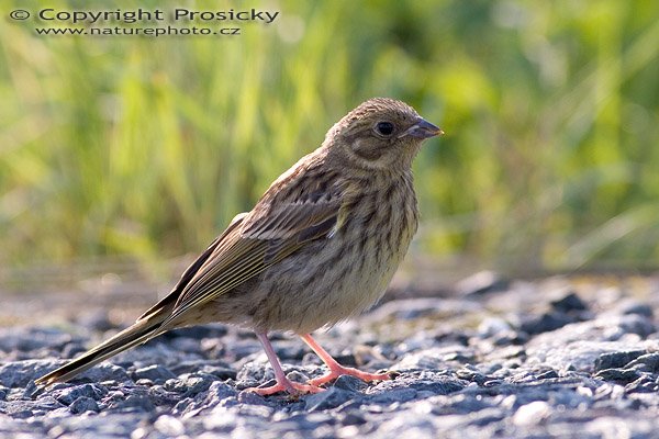 Strnad obecný (Emberiza citrinella), Autor: Ondřej Prosický, Model aparátu: Canon EOS 20D, Objektiv: Canon EF 400mm f/5.6 L USM, Ohnisková vzdálenost: 400.00 mm, monopod Manfrotto 681B + 234RC, Clona: 6.30, Doba expozice: 1/640 s, ISO: 400, Vyvážení expozice: 0.33, Blesk: Ne, Vytvořeno: 2. července 2005 18:10:19, Novomlýnské nádrže, Pálava (ČR)