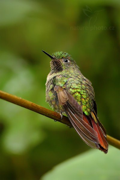 Kolibřík hnědoocasý (Metallura tyrianthina), Kolibřík hnědoocasý (Metallura tyrianthina) Tyrian Metaltail, Autor: Ondřej Prosický | NaturePhoto.cz, Model: Canon EOS 7D, Objektiv: Canon EF 500mm f/4 L USM, Ohnisková vzdálenost (EQ35mm): 800 mm, stativ Gitzo, Clona: 4.5, Doba expozice: 1/200 s, ISO: 800, Kompenzace expozice: 0, Blesk: Ano, Vytvořeno: 24. listopadu 2009 10:57:10, Papallacta, Cordillera Oriental (Ekvádor) 