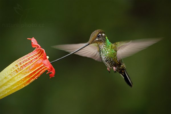 Kolibřík mečozobec (Ensifera ensifera), Kolibřík mečozobec (Ensifera ensifera) Sword-billed Hummingbird, Autor: Ondřej Prosický | NaturePhoto.cz, Model: Canon EOS 7D, Objektiv: Canon EF 500mm f/4 L USM, Ohnisková vzdálenost (EQ35mm): 800 mm, stativ Gitzo, Clona: 4.5, Doba expozice: 1/200 s, ISO: 1000, Kompenzace expozice: 0, Blesk: Ano, Vytvořeno: 24. listopadu 2009 9:17:52, Papallacta, Cordillera Oriental (Ekvádor) 