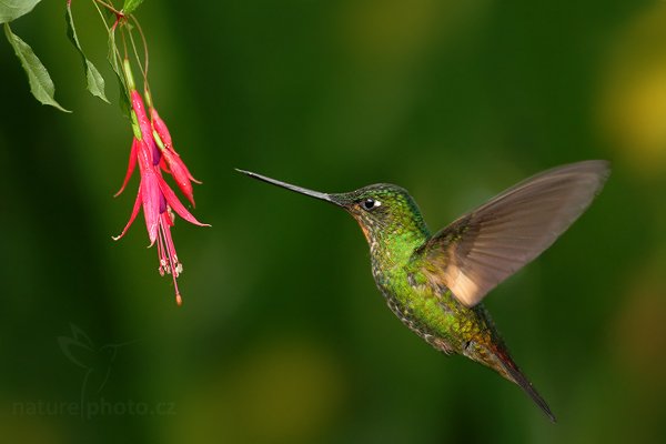 Kolibřík žlutavý (Boissonneaua flavescens), Kolibřík žlutavý (Boissonneaua flavescens) Buff-tailed Coronet, Autor: Ondřej Prosický | NaturePhoto.cz, Model: Canon EOS 7D, Objektiv: Canon EF 500mm f/4 L USM, Ohnisková vzdálenost (EQ35mm): 800 mm, stativ Gitzo, Clona: 4.0, Doba expozice: 1/200 s, ISO: 1000, Kompenzace expozice: 0, Blesk: Ano, Vytvořeno: 24. listopadu 2009 9:46:40, Papallacta, Cordillera Oriental (Ekvádor)