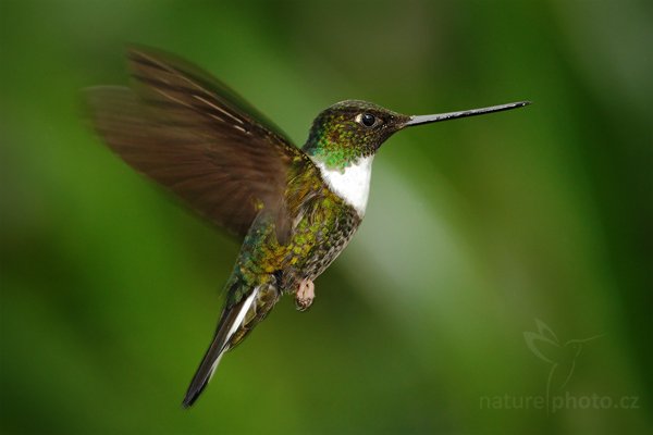 Inka královský (Coeligena torquata), Inka královský (Coeligena torquata) Collared Inca, Autor: Ondřej Prosický | NaturePhoto.cz, Model: Canon EOS 7D, Objektiv: Canon EF 500mm f/4 L USM, Ohnisková vzdálenost (EQ35mm): 800 mm, stativ Gitzo, Clona: 5.0, Doba expozice: 1/200 s, ISO: 1000, Kompenzace expozice: 0, Blesk: Ano, Vytvořeno: 23. listopadu 2009 12:25:38, Papallacta, Cordillera Oriental (Ekvádor) 