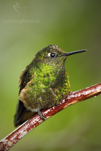 Kolibřík žlutavý (Boissonneaua flavescens), Kolibřík žlutavý (Boissonneaua flavescens) Buff-tailed Coronet, Autor: Ondřej Prosický | NaturePhoto.cz, Model: Canon EOS 7D, Objektiv: Canon EF 500mm f/4 L USM, Ohnisková vzdálenost (EQ35mm): 800 mm, stativ Gitzo, Clona: 4.5, Doba expozice: 1/40 s, ISO: 1000, Kompenzace expozice: -1/3, Blesk: Ne, Vytvořeno: 29. listopadu 2009 15:34:35, Papallacta, Cordillera Oriental (Ekvádor) 