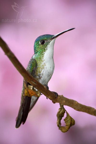 Kolibřík andský (Amazilia franciae), Kolibřík andský (Amazilia franciae) Andean Emerald, Autor: Ondřej Prosický | NaturePhoto.cz, Model: Canon EOS 7D, Objektiv: Canon EF 500mm f/4 L USM, Ohnisková vzdálenost (EQ35mm): 800 mm, stativ Gitzo, Clona: 5.0, Doba expozice: 1/320 s, ISO: 400, Kompenzace expozice: -1/3, Blesk: Ano, Vytvořeno: 1. prosince 2009 11:10:01, Mindo, Cordillera Occidental (Ekvádor) 