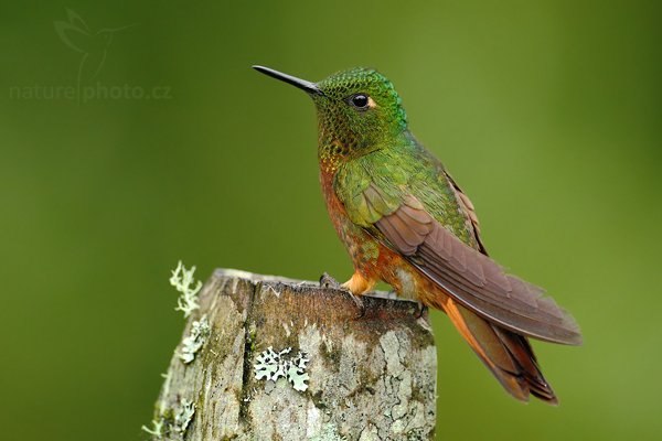 Kolibřík peruánský (Boissonneaua matthewsii), Kolibřík peruánský (Boissonneaua matthewsii) Chestnut-breasted Coronet, Autor: Ondřej Prosický | NaturePhoto.cz, Model: Canon EOS 7D, Objektiv: Canon EF 500mm f/4 L USM, Ohnisková vzdálenost (EQ35mm): 800 mm, stativ Gitzo, Clona: 4.5, Doba expozice: 1/250 s, ISO: 1000, Kompenzace expozice: -2/3, Blesk: Ano, Vytvořeno: 27. listopadu 2009 9:00:00, Baeza, Cordillera Oriental (Ekvádor) 