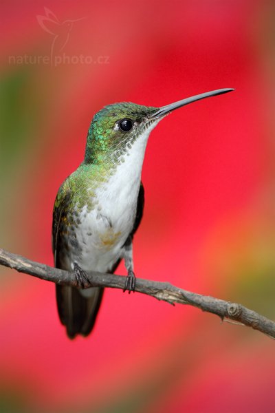 Kolibřík andský (Amazilia franciae), Kolibřík andský (Amazilia franciae) Andean Emerald, Autor: Ondřej Prosický | NaturePhoto.cz, Model: Canon EOS 7D, Objektiv: Canon EF 500mm f/4 L USM, Ohnisková vzdálenost (EQ35mm): 800 mm, stativ Gitzo, Clona: 5.0, Doba expozice: 1/500 s, ISO: 500, Kompenzace expozice: -1/3, Blesk: Ano, Vytvořeno: 1. prosince 2009 12:17:15, Mindo, Cordillera Occidental (Ekvádor) 