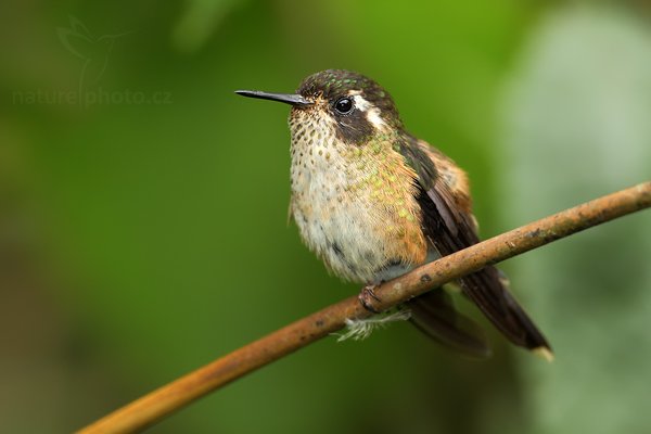 Kolibřík mozaikový (Adelomyia melanogenys), Kolibřík mozaikový (Adelomyia melanogenys) Speckled Hummingbird, Autor: Ondřej Prosický | NaturePhoto.cz, Model: Canon EOS 7D, Objektiv: Canon EF 500mm f/4 L USM, Ohnisková vzdálenost (EQ35mm): 800 mm, stativ Gitzo, Clona: 4.0, Doba expozice: 1/400 s, ISO: 320, Kompenzace expozice: -2/3, Blesk: Ano, Vytvořeno: 26. listopadu 2009 12:11:24, Baeza, Cordillera Oriental (Ekvádor)