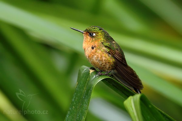 Kolibřík Kingův (Aglaiocercus kingi), Kolibřík Kingův (Aglaiocercus kingi) Long-tailed Sylph, Autor: Ondřej Prosický | NaturePhoto.cz, Model: Canon EOS 7D, Objektiv: Canon EF 500mm f/4 L USM, Ohnisková vzdálenost (EQ35mm): 800 mm, stativ Gitzo, Clona: 5.0, Doba expozice: 1/200 s, ISO: 1000, Kompenzace expozice: 0, Blesk: Ano, Vytvořeno: 24. listopadu 2009 14:07:37, Papallacta, Cordillera Oriental (Ekvádor) 