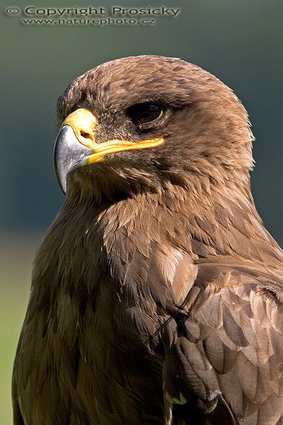 Orel stepní (Aquila rapax), Autor: Ondřej Prosický, Model aparátu: Canon EOS 20D, Objektiv: Canon EF 400mm f/5.6 L USM, Ohnisková vzdálenost: 400.00 mm, monopod Manfrotto 681B + 234RC, Clona: 6.30, Doba expozice: 1/320 s, ISO: 100, Vyvážení expozice: -0.33, Blesk: Ne, Vytvořeno: 4. července 2005 9:32:45, Zayferus, Lednice (ČR) 
