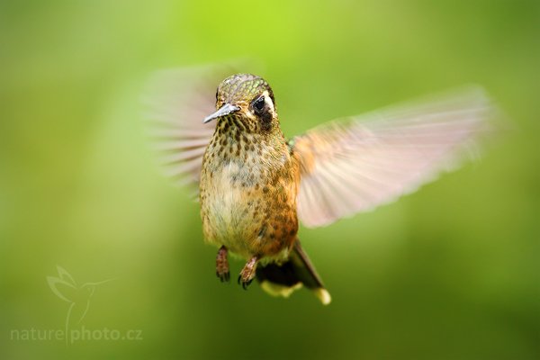 Kolibřík mozaikový (Adelomyia melanogenys), Kolibřík mozaikový (Adelomyia melanogenys) Speckled Hummingbird, Autor: Ondřej Prosický | NaturePhoto.cz, Model: Canon EOS 7D, Objektiv: Canon EF 500mm f/4 L USM, Ohnisková vzdálenost (EQ35mm): 800 mm, stativ Gitzo, Clona: 5.0, Doba expozice: 1/640 s, ISO: 400, Kompenzace expozice: -1, Blesk: Ano, Vytvořeno: 26. listopadu 2009 12:31:05, Baeza, Cordillera Oriental (Ekvádor) 