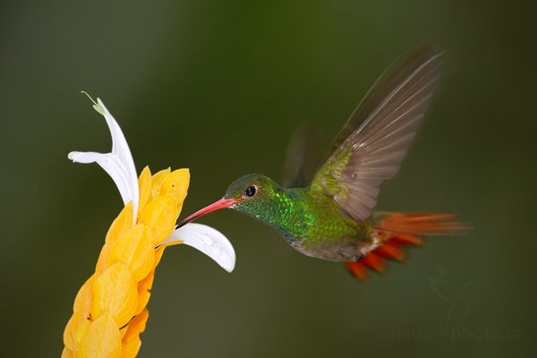 Kolibřík rezavoocasý (Amazilia tzacatl), Kolibřík rezavoocasý (Amazilia tzacatl) Rufous-tailed Hummingbird, Autor: Ondřej Prosický | NaturePhoto.cz, Model: Canon EOS 7D, Objektiv: Canon EF 500mm f/4 L USM, Ohnisková vzdálenost (EQ35mm): 800 mm, stativ Gitzo, Clona: 5.0, Doba expozice: 1/250 s, ISO: 500, Kompenzace expozice: -1, Blesk: Ano, Vytvořeno: 4. prosince 2009 11:51:51, Papallacta, Cordillera Oriental (Ekvádor) 