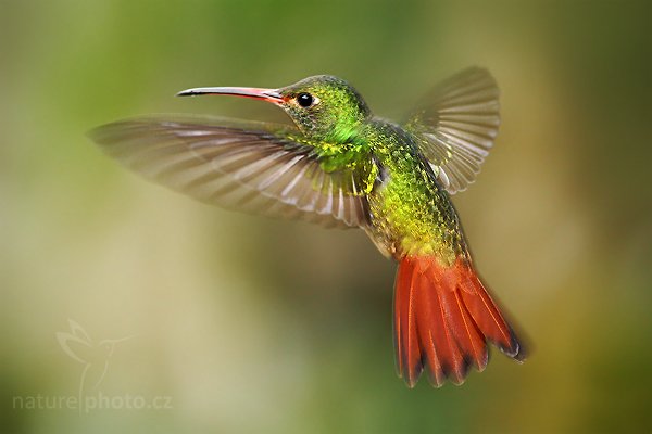 Kolibřík rezavoocasý (Amazilia tzacatl), Kolibřík rezavoocasý (Amazilia tzacatl) Rufous-tailed Hummingbird, Autor: Ondřej Prosický | NaturePhoto.cz, Model: Canon EOS 7D, Objektiv: Canon EF 500mm f/4 L USM, Ohnisková vzdálenost (EQ35mm): 800 mm, stativ Gitzo, Clona: 4.5, Doba expozice: 1/100 s, ISO: 800, Kompenzace expozice: -1/3, Blesk: Ano, Vytvořeno: 1. prosince 2009 16:00:52, Mindo, Cordillera Occidental (Ekvádor) 