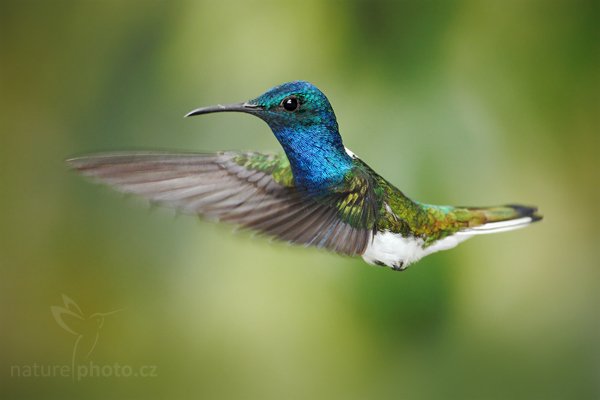 Kolibřík bělokrký (Florisuga mellivora), Kolibřík bělokrký (Florisuga mellivora) White-necked Jacobin, Autor: Ondřej Prosický | NaturePhoto.cz, Model: Canon EOS 7D, Objektiv: Canon EF 500mm f/4 L USM, Ohnisková vzdálenost (EQ35mm): 800 mm, stativ Gitzo, Clona: 5.0, Doba expozice: 1/320 s, ISO: 800, Kompenzace expozice: -1/3, Blesk: Ano, Vytvořeno: 2. prosince 2009 12:11:48, Mindo, Cordillera Occidental (Ekvádor) 