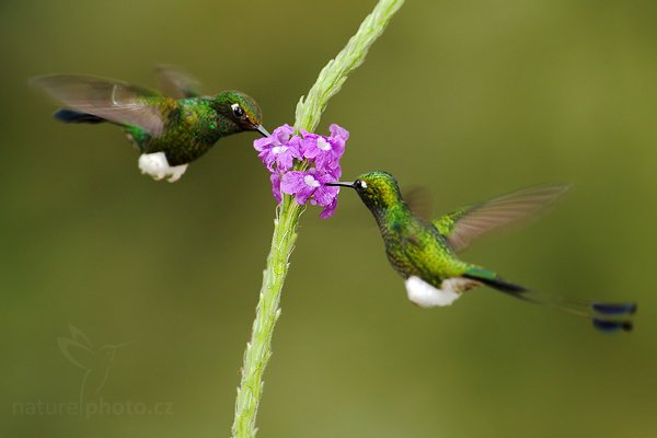 Sylfa vlajková (Ocreatus underwoodii), Sylfa vlajková (Ocreatus underwoodii) Booted Racket-tail, Autor: Ondřej Prosický | NaturePhoto.cz, Model: Canon EOS 7D, Objektiv: Canon EF 500mm f/4 L USM, Ohnisková vzdálenost (EQ35mm): 800 mm, stativ Gitzo, Clona: 5.0, Doba expozice: 1/200 s, ISO: 800, Kompenzace expozice: -1/3, Blesk: Ano, Vytvořeno: 5. prosince 2009 14:32:15, Mindo, Cordillera Occidental (Ekvádor) 