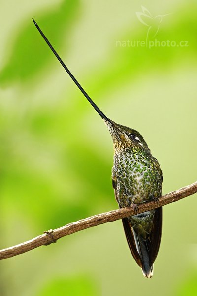 Kolibřík mečozobec (Ensifera ensifera), Kolibřík mečozobec (Ensifera ensifera) Sword-billed Hummingbird, Autor: Ondřej Prosický | NaturePhoto.cz, Model: Canon EOS 7D, Objektiv: Canon EF 500mm f/4 L USM, Ohnisková vzdálenost (EQ35mm): 800 mm, stativ Gitzo, Clona: 4.0, Doba expozice: 1/80 s, ISO: 800, Kompenzace expozice: 0, Blesk: Ano, Vytvořeno: 21. listopadu 2009 7:55:59, Papallacta, Cordillera Oriental (Ekvádor)