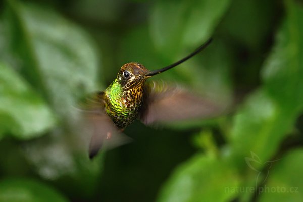 Kolibřík mečozobec (Ensifera ensifera), Kolibřík mečozobec (Ensifera ensifera) Sword-billed Hummingbird, Autor: Ondřej Prosický | NaturePhoto.cz, Model: Canon EOS 7D, Objektiv: Canon EF 500mm f/4 L USM, Ohnisková vzdálenost (EQ35mm): 800 mm, stativ Gitzo, Clona: 5.0, Doba expozice: 1/250 s, ISO: 800, Kompenzace expozice: 0, Blesk: Ano, Vytvořeno: 23. listopadu 2009 11:22:49, Papallacta, Cordillera Oriental (Ekvádor)