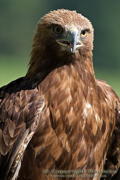 Orel stepní (Aquila rapax), Autor: Ondřej Prosický, Model aparátu: Canon EOS 20D, Objektiv: Canon EF 400mm f/5.6 L USM, Ohnisková vzdálenost: 400.00 mm, monopod Manfrotto 681B + 234RC, Clona: 5.60, Doba expozice: 1/250 s, ISO: 100, Vyvážení expozice: 0.00, Blesk: Ano, Vytvořeno: 4. července 2005 9:35:16, Zayferus, Lednice (ČR) 