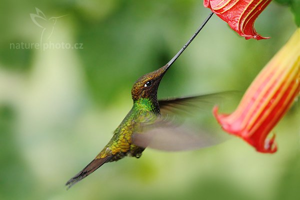 Kolibřík mečozobec (Ensifera ensifera), Kolibřík mečozobec (Ensifera ensifera) Sword-billed Hummingbird, Autor: Ondřej Prosický | NaturePhoto.cz, Model: Canon EOS 7D, Objektiv: Canon EF 500mm f/4 L USM, Ohnisková vzdálenost (EQ35mm): 800 mm, stativ Gitzo, Clona: 4.0, Doba expozice: 1/320 s, ISO: 2500, Kompenzace expozice: -2/3, Blesk: Ano, Vytvořeno: 22. listopadu 2009 8:39:57, Papallacta, Cordillera Oriental (Ekvádor) 