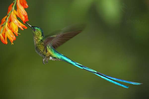 Kolibřík Kingův (Aglaiocercus kingi), Kolibřík Kingův (Aglaiocercus kingi) Long-tailed Sylph, Autor: Ondřej Prosický | NaturePhoto.cz, Model: Canon EOS 7D, Objektiv: Canon EF 500mm f/4 L USM, Ohnisková vzdálenost (EQ35mm): 800 mm, stativ Gitzo, Clona: 4.0, Doba expozice: 1/200 s, ISO: 800, Kompenzace expozice: 0, Blesk: Ano, Vytvořeno: 24. listopadu 2009 15:49:13, Papallacta, Cordillera Oriental (Ekvádor) 